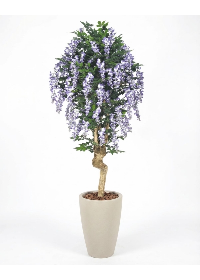 Glicine Seminaturale • Fiori Lavanda • Tronco Mediterraneo