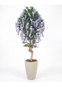 Glicine Seminaturale &bull; Fiori Lavanda &bull; Tronco Mediterraneo