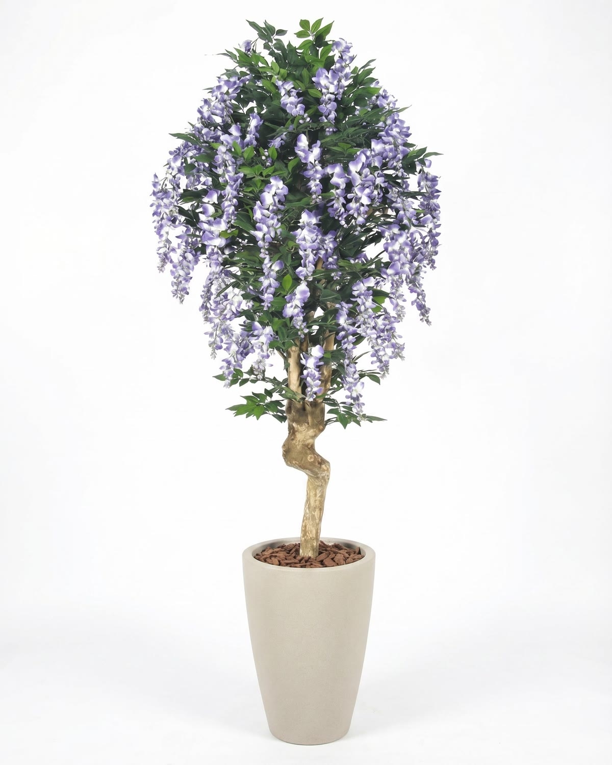 Glicine Seminaturale • Fiori Lavanda • Tronco Mediterraneo