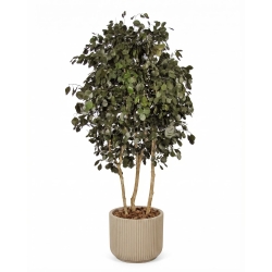 Eucalipto Populus Stabilizzato • Verde • Tronco Bosco • H. 250 cm, Ø 120 cm