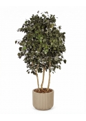 Eucalipto Populus Stabilizzato &bull; Verde &bull; Tronco Bosco &bull; H. 250 cm, &Oslash; 120 cm