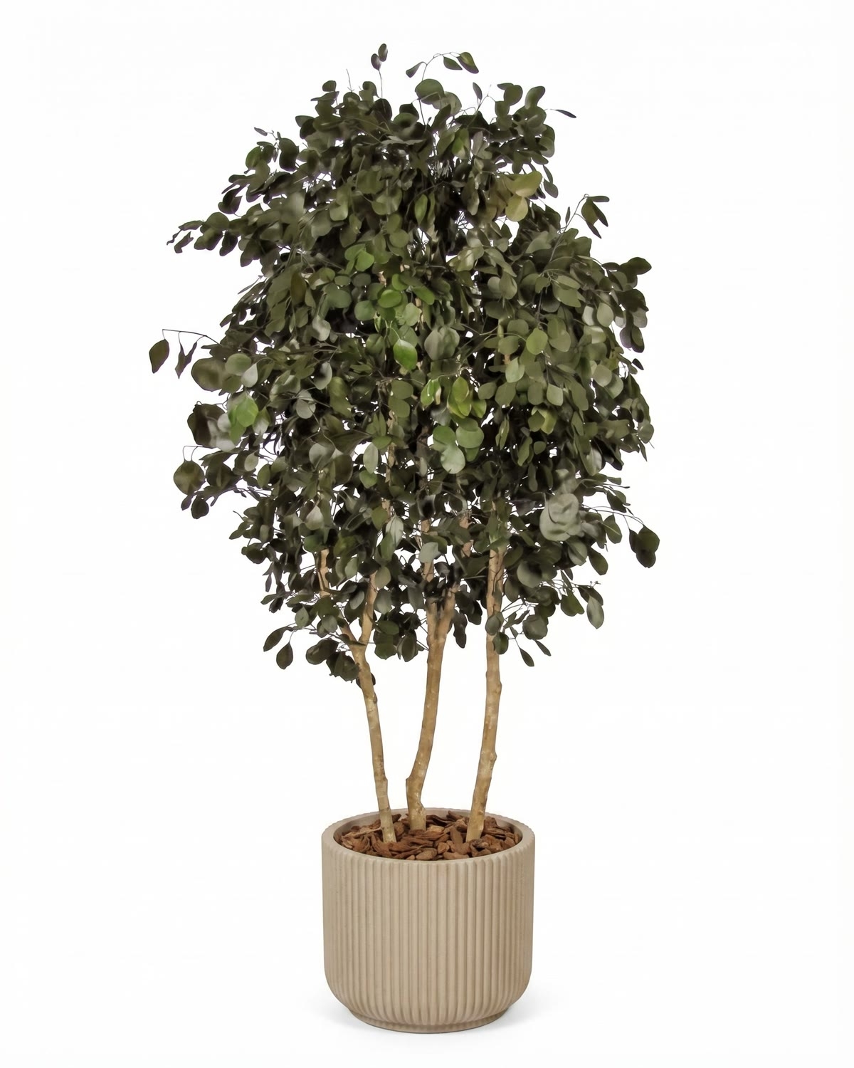 Eucalipto Populus Stabilizzato • Verde • Tronco Bosco • H. 250 cm, Ø 120 cm