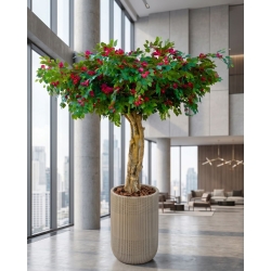 Bougainville Seminaturale • Fiori Rossi • Tronco Majestic • H. 250/275 cm