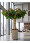 Bougainville Seminaturale • Fiori Rossi • Tronco Majestic • H. 250/275 cm