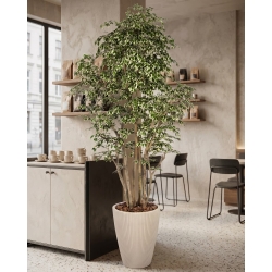 Ficus Artificiale Hawaiian Variegato, Tronco Bosco da 175 a 250 cm