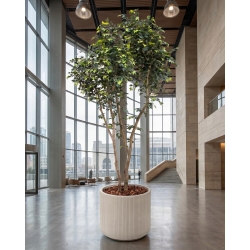 Ficus Elegance Seminaturale • Verde • Tronco Bosco Giant • H. 350 cm