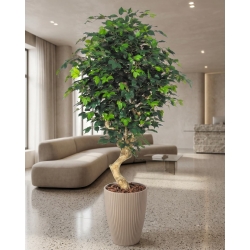 Ficus Elegance Seminaturale • Verde • Tronco Mediterraneo