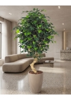 Ficus Elegance Seminaturale • Verde • Tronco Mediterraneo