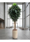 Ficus Giant Seminaturale • Verde • Tronco Mansanisi • H. da 3,5 a 5 m
