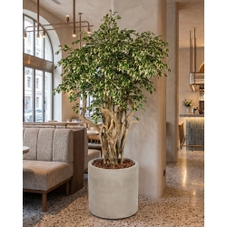 Ficus Hawaiian Seminaturale • Variegato • Tronco Tobago