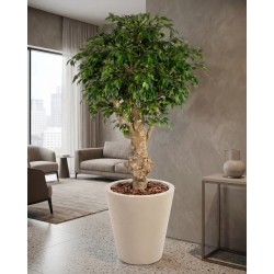 Ficus Hawaiian Seminaturale • Verde • Tronco Jamaica • H. 200 cm