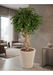 Ficus Hawaiian Seminaturale • Verde • Tronco Jamaica • H. 200 cm