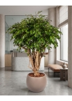 Ficus Hawaiian Seminaturale • Verde • Tronco Tobago