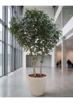 Ficus Luxe Giant Seminaturale • Verde • Tronco Mansanisi Bosco • H. da 3,5 a 5 m
