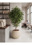 Ficus Luxe Seminaturale • Variegato • Tronco Bosco Giant