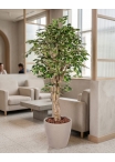 Ficus Luxe Seminaturale • Variegato • Tronco Mediterraneo