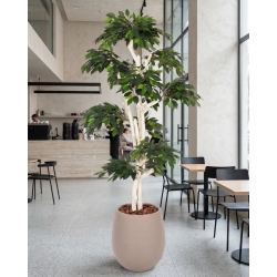 Ficus Luxe Seminaturale • Verde • Tronco Japan • H. 185 cm