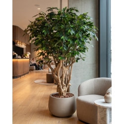Ficus Luxe Seminaturale • Verde • Tronco Tobago • H. 200 cm