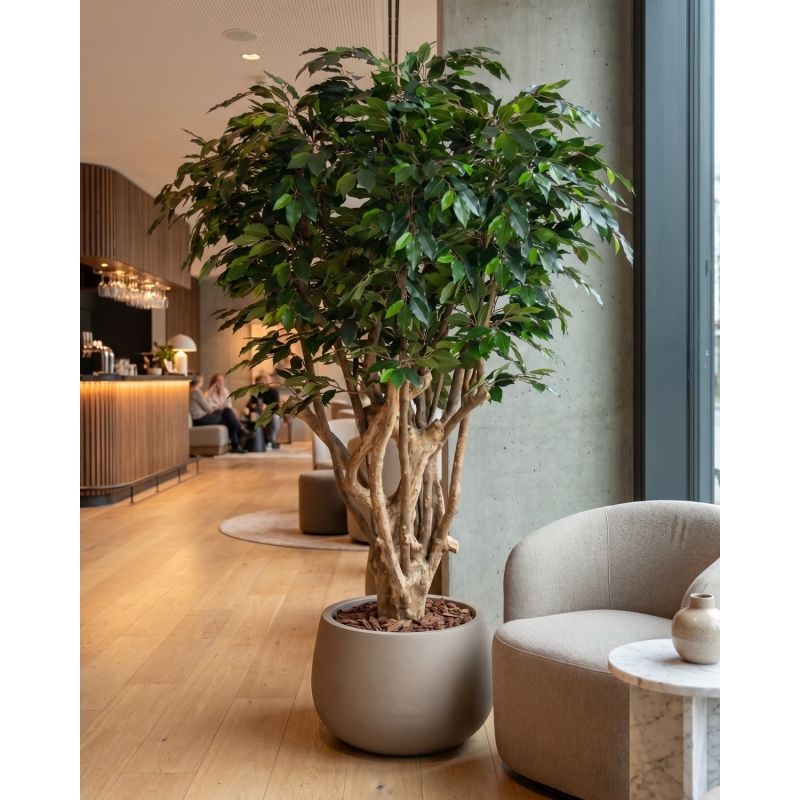 Ficus Luxe Seminaturale • Verde • Tronco Tobago • H. 200 cm