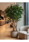 Ficus Luxe Seminaturale • Verde • Tronco Tobago • H. 200 cm