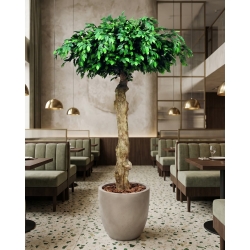 Ficus Seminaturale • Verde • Tronco Umbrella • H. 275 cm