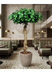 Ficus Seminaturale • Verde • Tronco Umbrella • H. 275 cm