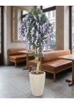 Glicine Seminaturale • Fiori Lavanda • Tronco Mediterraneo