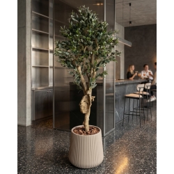 Olivo Seminaturale • Verde con frutti • Tronco Mediterraneo