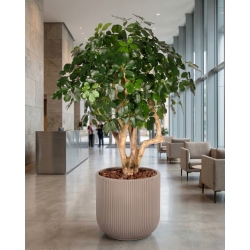 Schefflera Seminaturale • Verde • Tronco Mediterraneo