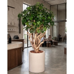 Schefflera Seminaturale • Verde • Tronco Tobago • H. 200/225 cm