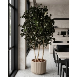 Eucalipto Populus Stabilizzato • Verde • Tronco Bosco • H. 250 cm, Ø 120 cm