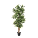 4\' DRACAENA REFLEXA 120-184 cm