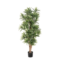 4' DRACAENA REFLEXA 120-184 cm