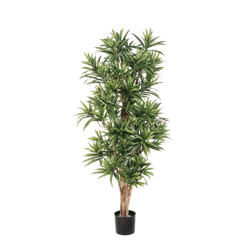 4' DRACAENA REFLEXA 120-184 cm