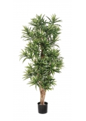4' DRACAENA REFLEXA 120-184 cm