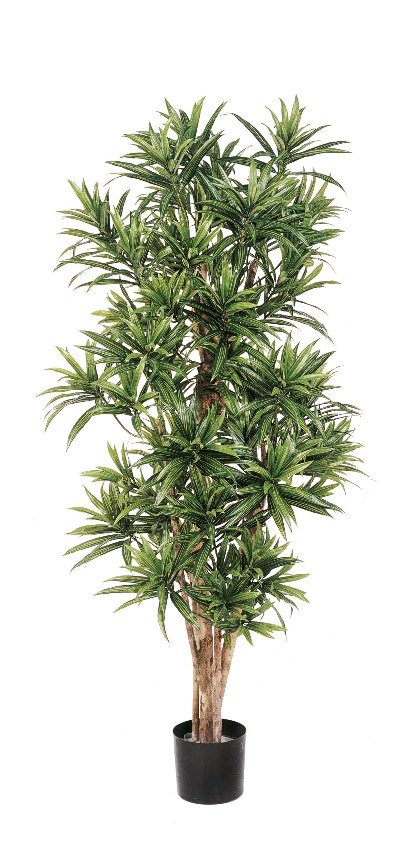 4' DRACAENA REFLEXA 120-184 cm