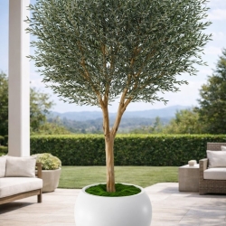 Ulivo artificiale Oliver 280 cm
