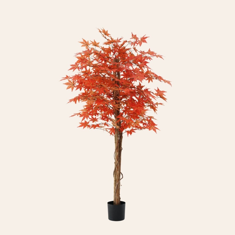 Acero artificiale Fulvia