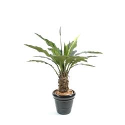 Anthurium Jungle King artificiale 130 cm