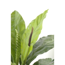 Anthurium Jungle King artificiale 130 cm