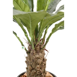 Anthurium Jungle King artificiale 130 cm