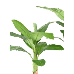 Banano Royal artificiale 170-210 cm