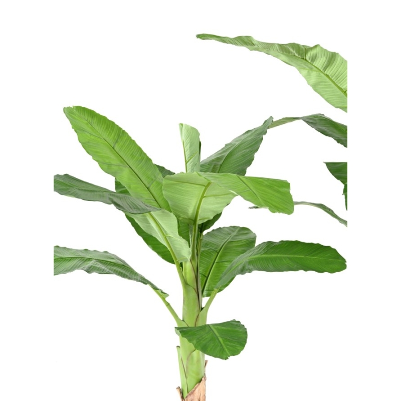 Banano Royal artificiale 170-210 cm