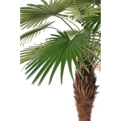Artificial Camerus fan palm 260 cm