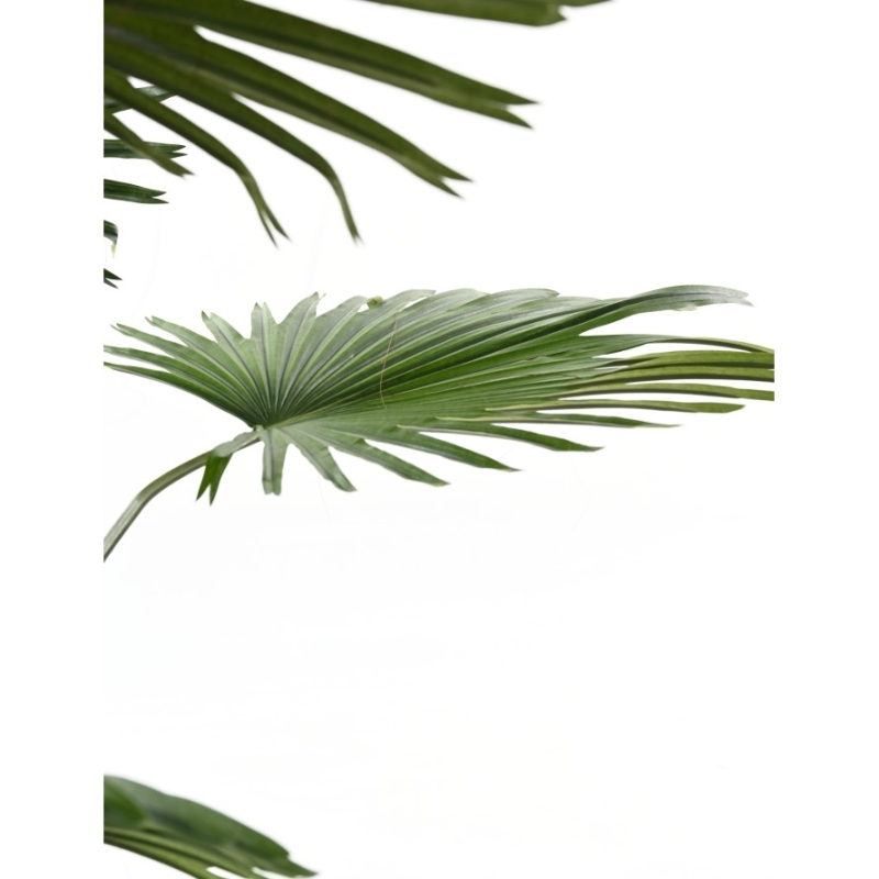 Artificial Livistona fan palm 200 cm