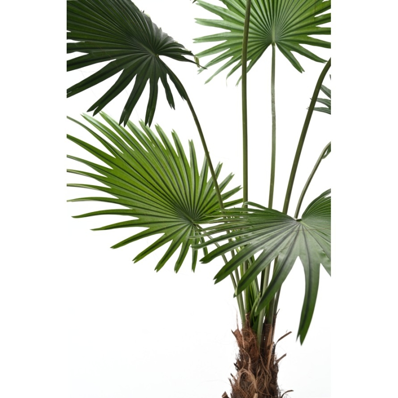 Artificial Livistona fan palm 200 cm