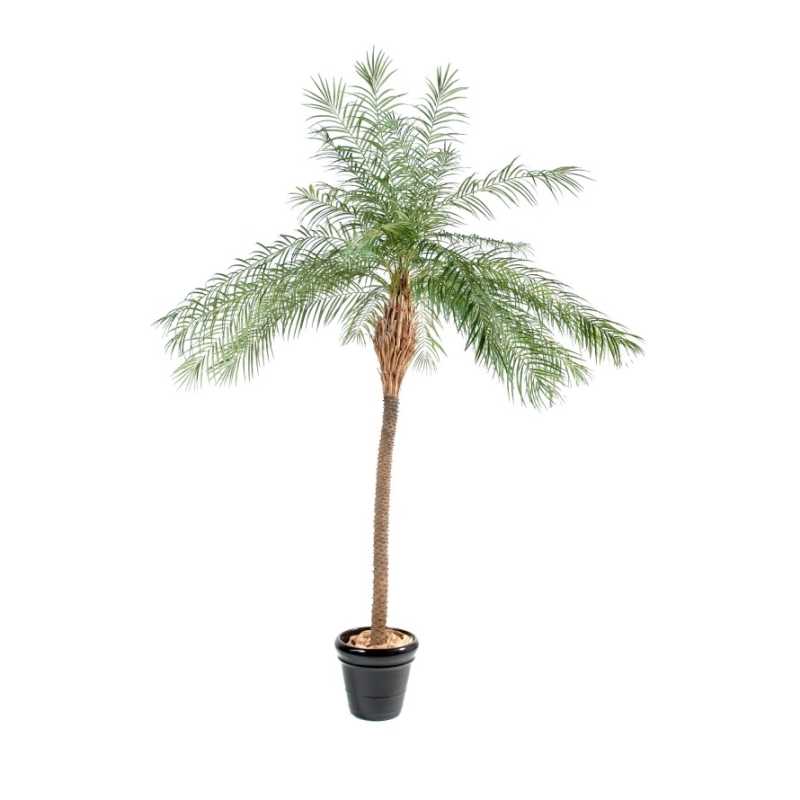Artificial Phoenix New palm 190-220 cm