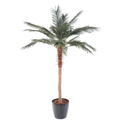 Artificial Phoenix palm with pot 210 cm