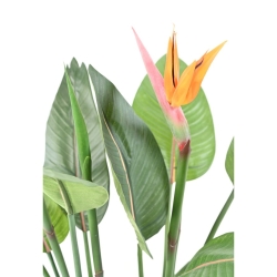 Artificial Strelitzia 2 flowers 2 buds 110 cm