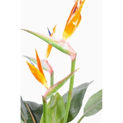 Artificial Strelitzia 3 large flowers 98 cm